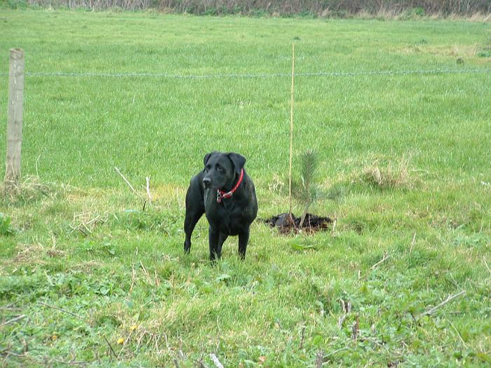 3 Planting Trees (16)